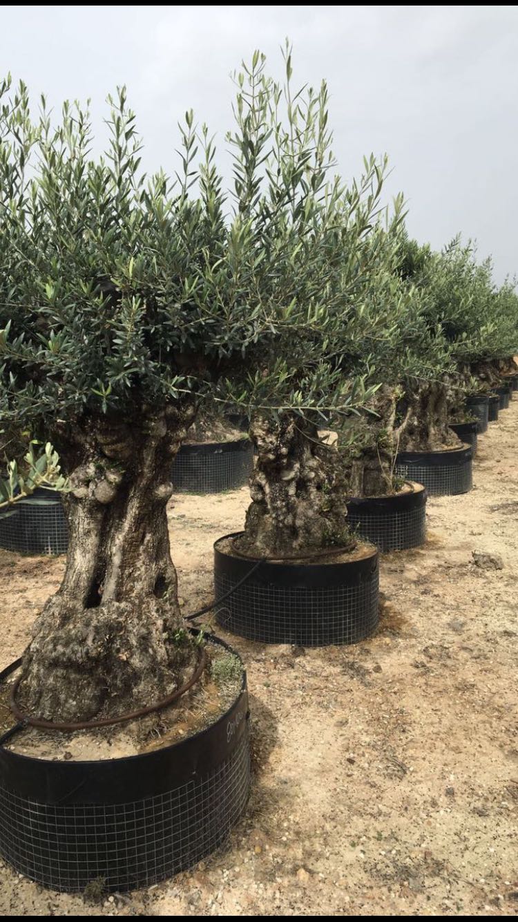 OLIVI BONSAI VENDITA